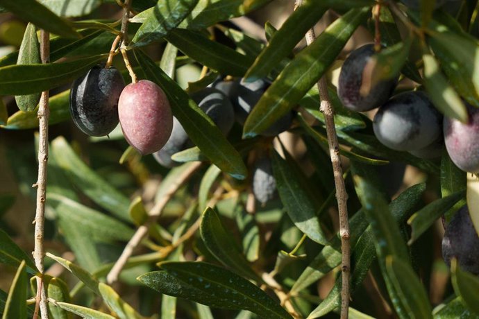 Archivo - Campos de olivos en las sierras andaluzas. 