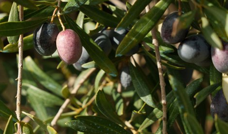 EpAgro - Agricultura