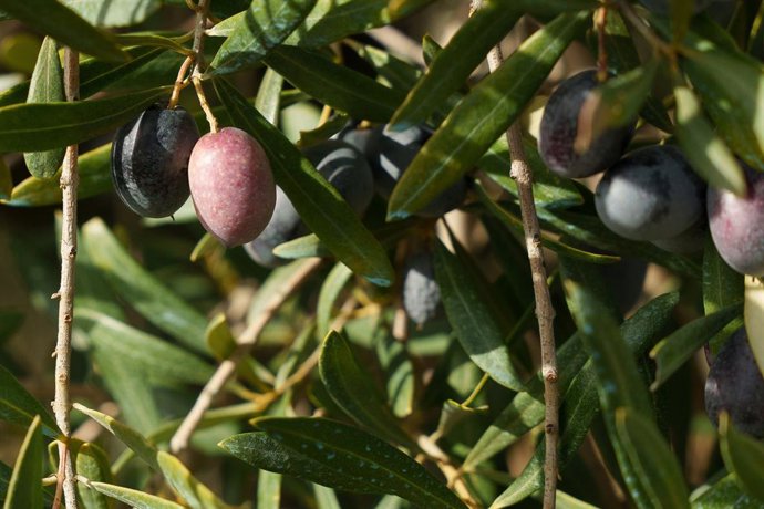 Archivo - Campos de olivos en las sierras andaluzas. 