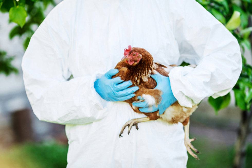 Archivo - Un trabajador con traje de bioseguridad sostiene una gallina como ejemplo de las medidas preventivas tomadas durante brotes de gripe aviar en granjas avícolas