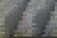 Provocados 60 incendios forestales en 24 horas, 36 de ellos activos este miércoles