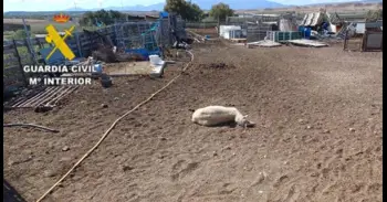 Detenido por robo de ganado en varias explotaciones de la Ribera