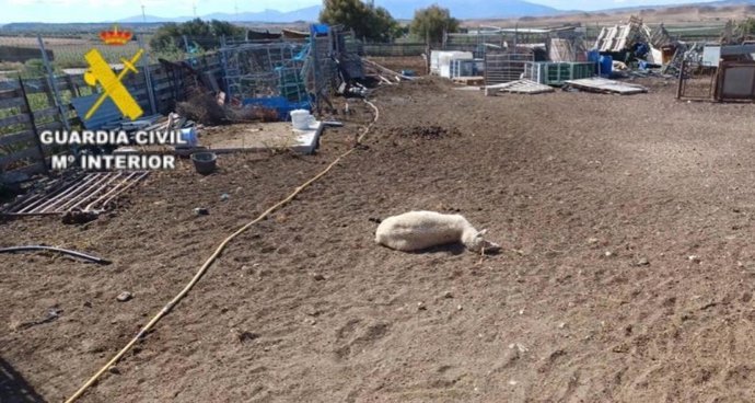Una de las ovejas sustraídas en el corral del detenido.