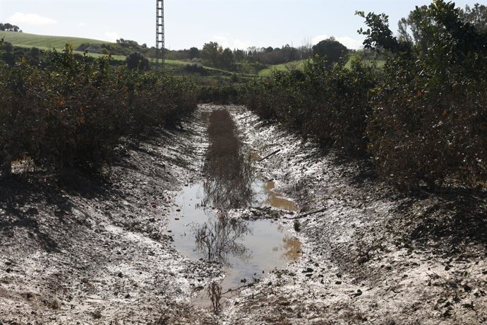 Imagen de zonas agrícolas afectadas por el tren de borrascas en Jerez de la Frontera (Cádiz). A 19 de febrero de 2026 en Jerez de la Frontera, Cádiz (Andalucía, España). 
