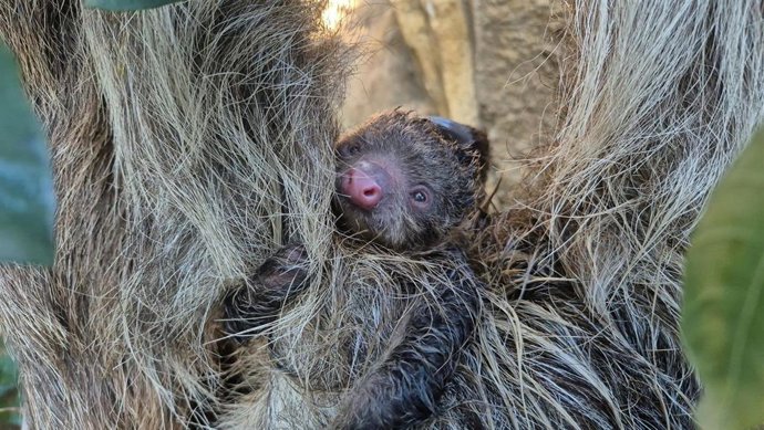 Cía de perezoso en Bioparc Fuengirola