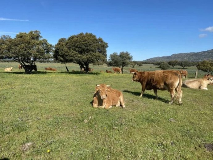 Ganado en la dehesa extremeña