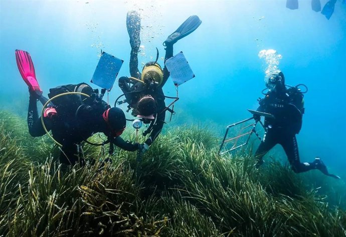 Estado de la posidonia en aguas de Baleares: bueno o muy bueno en más de la mitad de la red de control.