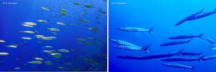 Bancos de peces cuya masa total se está perdiendo debido al calentamiento oceánico.