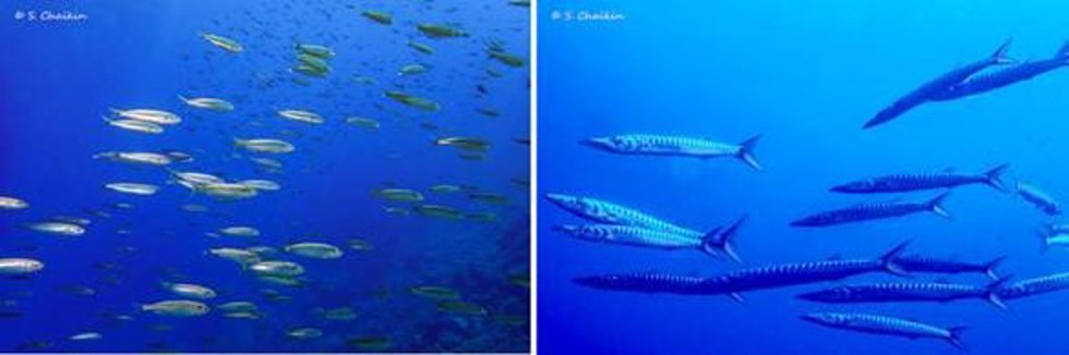 Bancos de peces cuya masa total se está perdiendo debido al calentamiento oceánico.