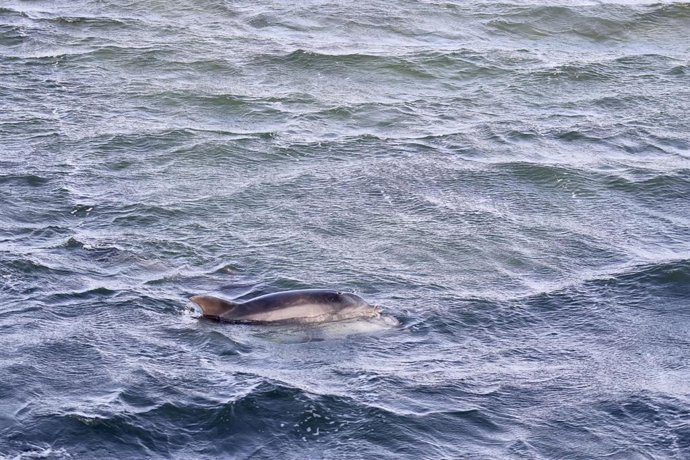 Archivo - Uno de los tres delfines liberados tras permanecer varados bajo un puente, a 27 de noviembre de 2021, en A Toxa, O Grove, Pontevedra, Galicia (España). Estos delfines han sido liberados por un operativo de cien personas tras quedar varados bajo 