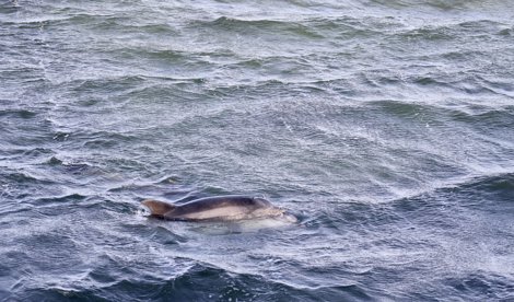 notibrasil sociedade