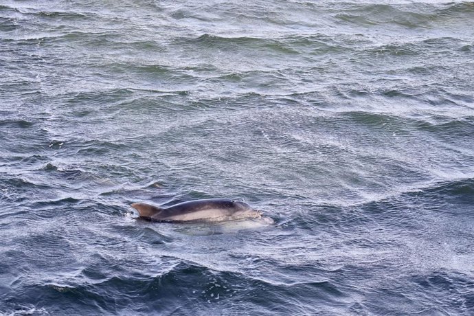 Archivo - Arquivo - Um dos três golfinhos libertados após ficarem encalhados debaixo de uma ponte, em 27 de novembro de 2021, em A Toxa, O Grove, Pontevedra, Galiza (Espanha). Estes golfinhos foram libertados por uma equipa de cem pessoas após ficarem enc