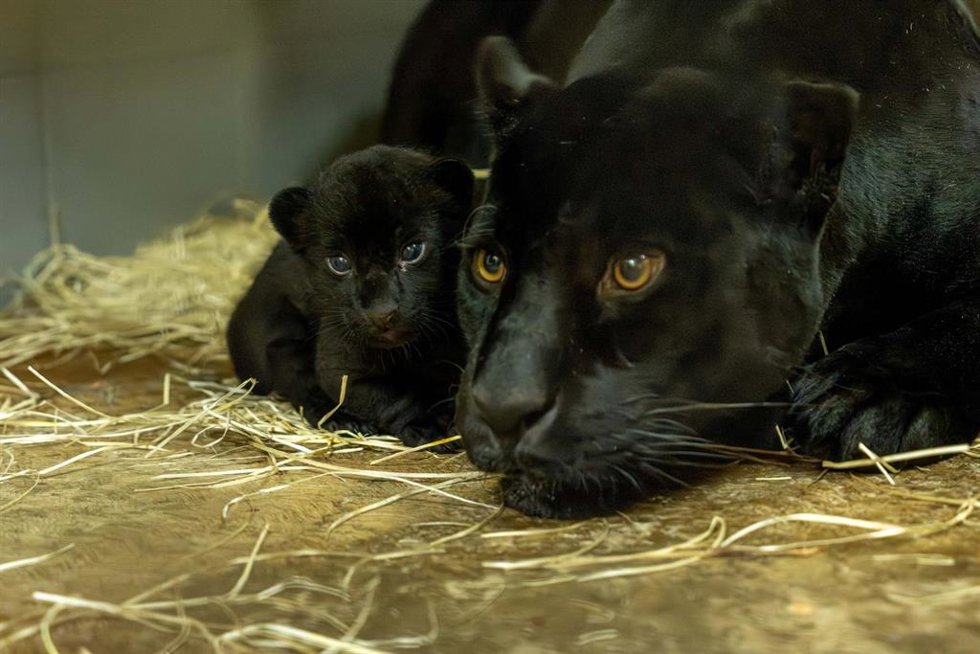 Loro Parque (Tenerife) celebra el nacimiento de una nueva cría de jaguar, fruto de la unión entre Tito y Naya
