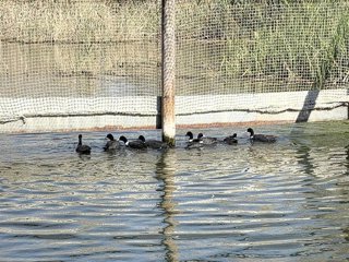 Ejemplares de focha moruna que han sido liberados en el Clot de Galvany