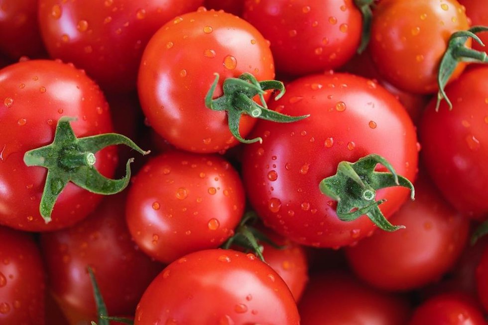 Agama Bajo Guadalquivir pide la autorización excepcional del uso de materias activas para tratar enfermedades del tomate.