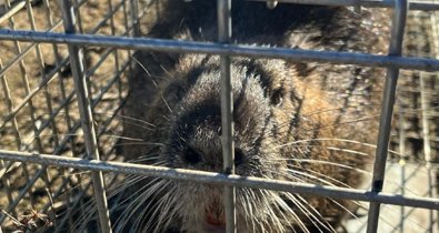 EpAgro - Agricultura