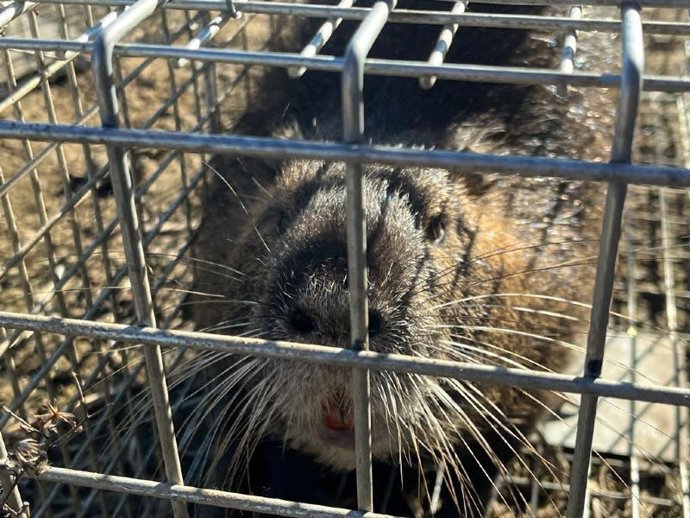 Archivo - Ejemplar de coipú