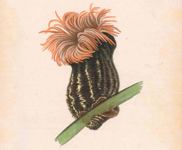 El certamen internacional Illustraciencia