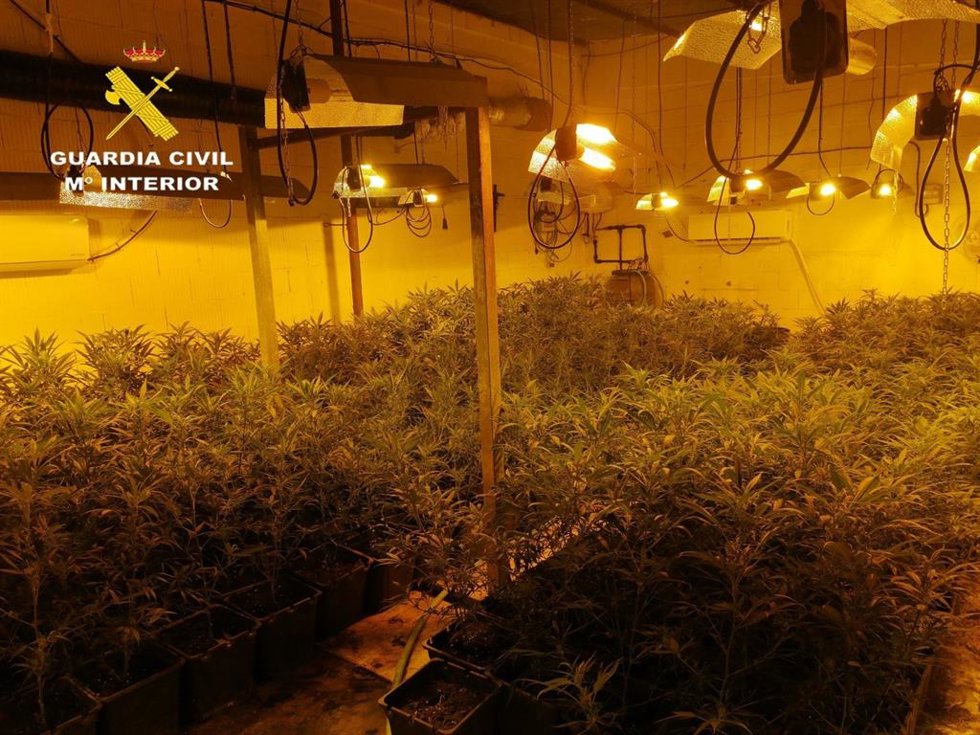 Imagen de una plantación de marihuana intervenida por la Guardia Civil en Lora del Río (Sevilla)