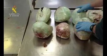 Incautados en Barajas 15 pangolines muertos en una maleta procedente de Etiopía