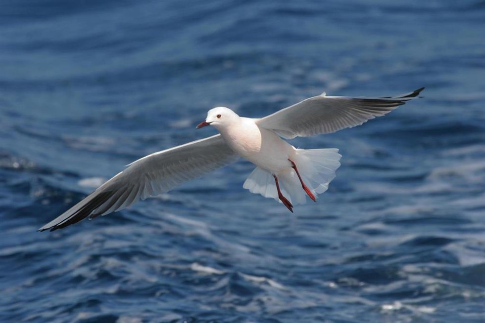 Gaviota picofina.