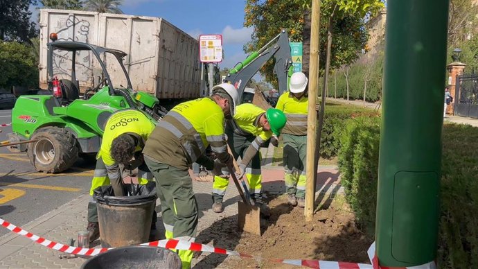 Trabajos de plantación de árboles en el Distrito Palmera-Bellavista de Sevilla