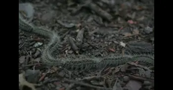 7 consejos para proteger a las mascotas de la oruga procesionaria y evitar secuelas graves