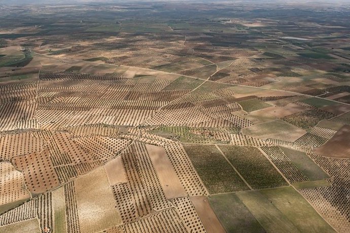 Greenpeace manifiesta cómo el "agribusiness" asfixia el olivar andaluz.