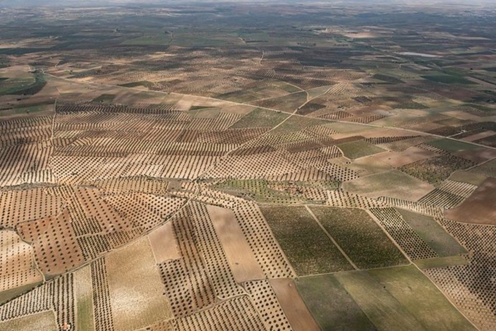Greenpeace manifiesta cómo el "agribusiness" asfixia el olivar andaluz.