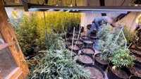 Un detenido y tres investigados tras intervenir más de 300 plantas de marihuana en una vivienda de Orihuela (Alicante)