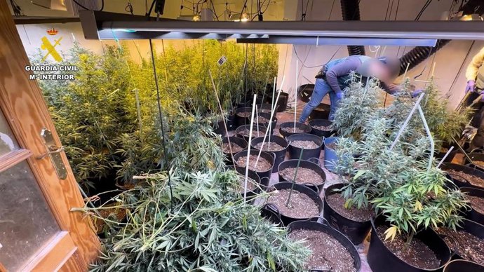 Plantación de marihuana desarticulada por la Guardia Civil en una pedanía de Orihuela (Alicante)
