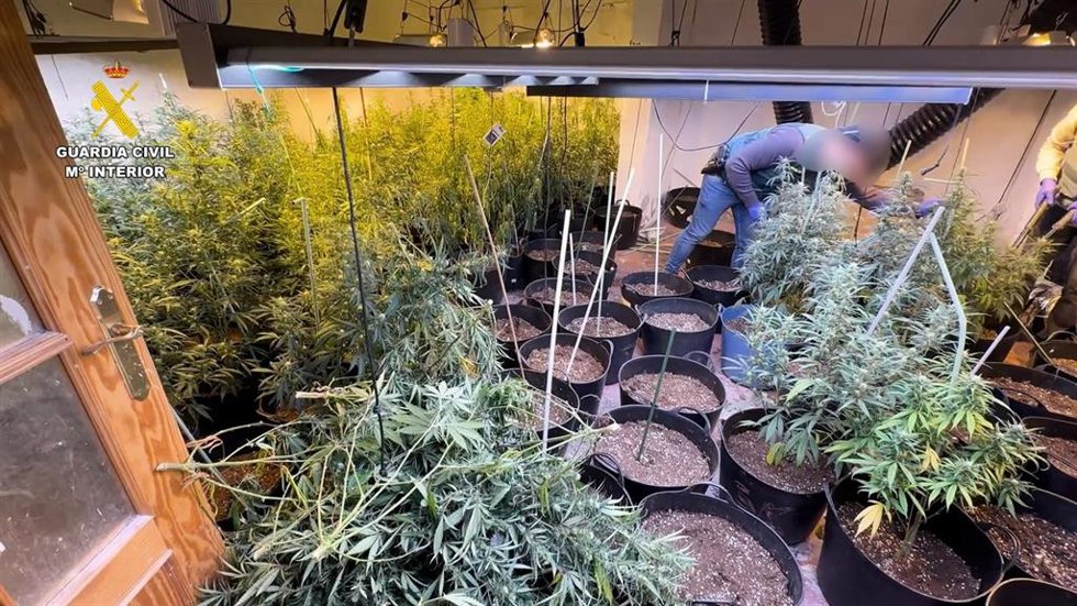 Plantación de marihuana desarticulada por la Guardia Civil en una pedanía de Orihuela (Alicante)