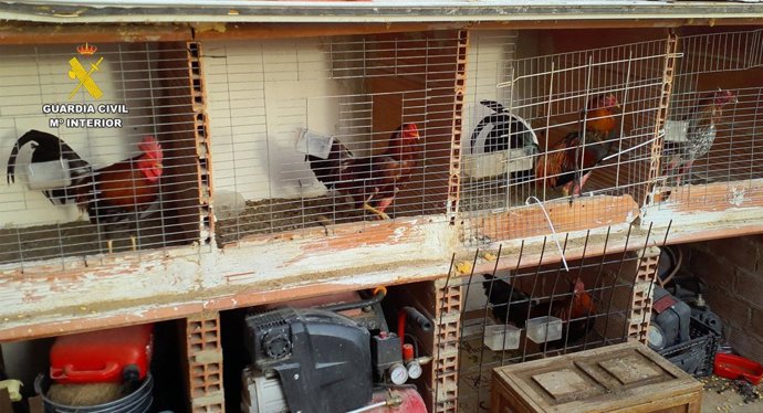Gallos de pelea localizados en un inmueble de Torre Pacheco (Murcia)