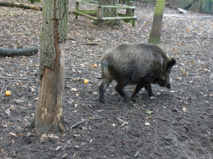 El Departamento de Agricultura abona 128.965 euros por el control poblacional del jabalí.