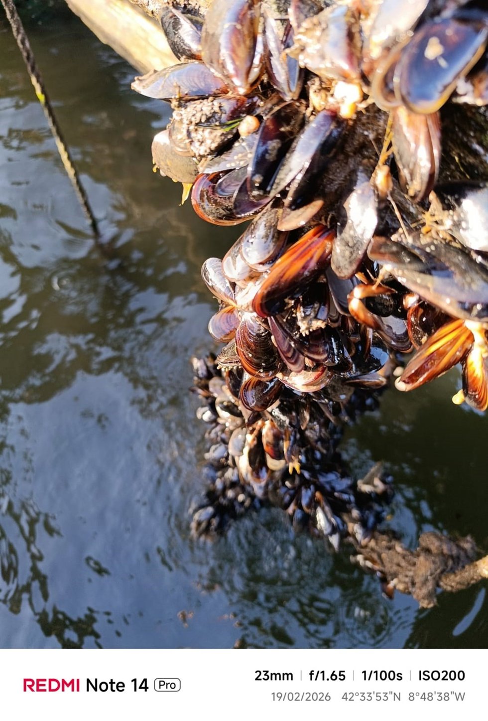 Mejillones.