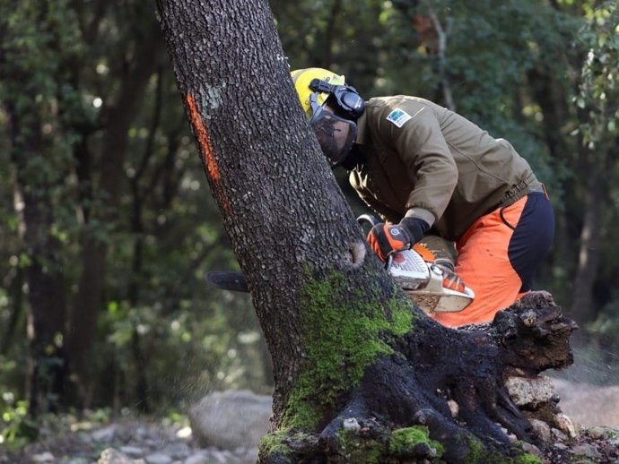 El Govern restaura 420 hectáreas tres años después del huracán Juliette con una inversión de 3,4 millones de euros.