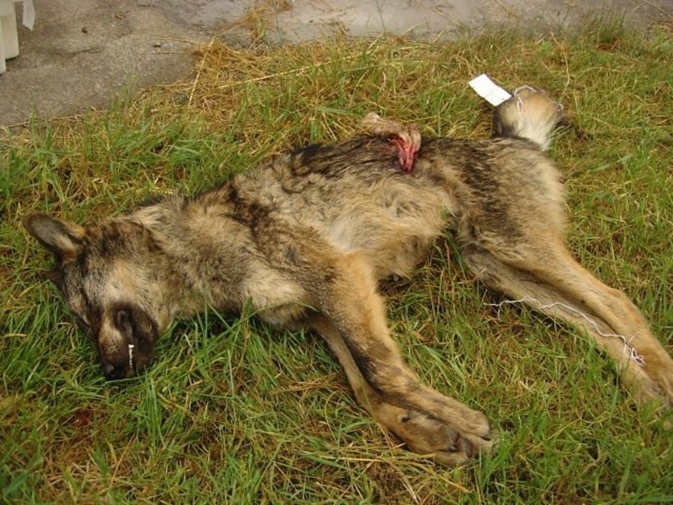 Lobo joven abatido.