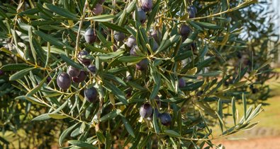 EpAgro - Agricultura