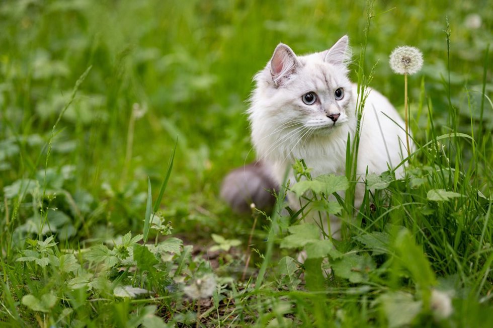 Es más común de lo que parece: las razones por las que los perros y los gatos comen césped