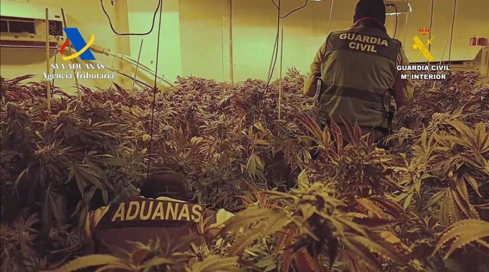 Un agente de la Guardia Civil, en uno de los cultivos 'indoor' de marihuana desmantelados en la localidad sevillana de Aguadulce.