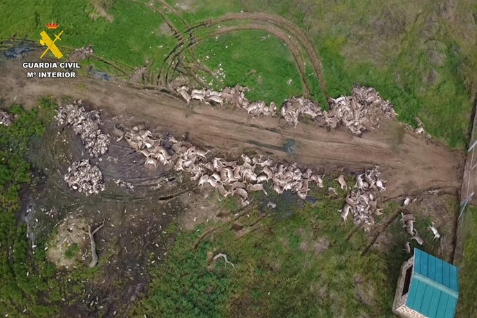 Animales abatidos en una montería en la provincia de Ciudad Real.