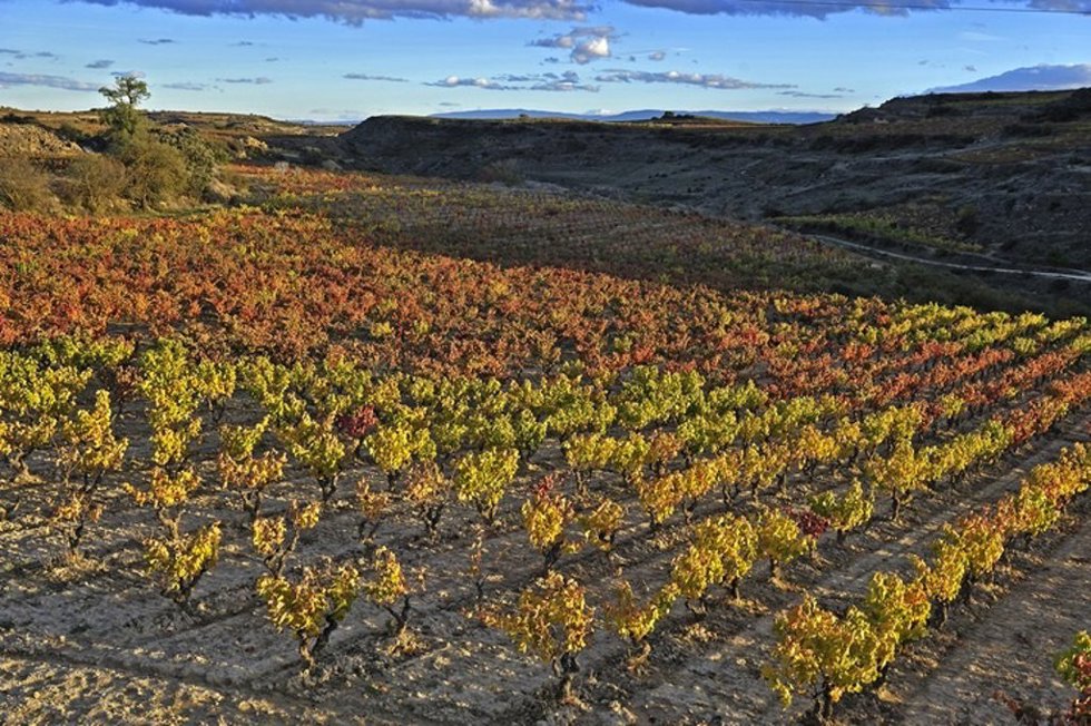 Campo agrícola.