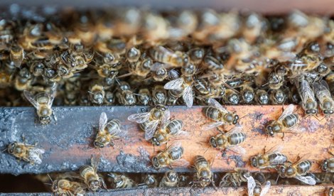 EpAgro - Unión Europea