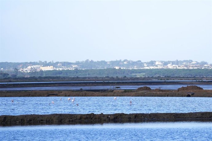 Detalle de los humedales del Paraje Natural y Reserva de la Biosfera Marismas del Odiel en Punta Umbría, en imagen de archivo. 