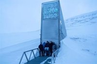 Semillas de olivo entran por primera vez en la Bóveda Global de Svalbard, el arca de Noé de las semillas