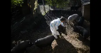 Detectado un caso humano de gripe porcina en Lleida