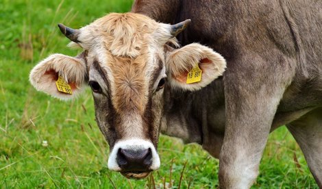 EpAgro - Unión Europea