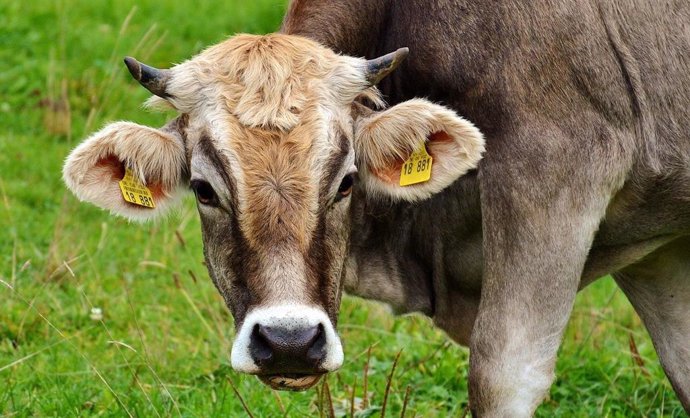 Archivo - Según Unión de Uniones, toda la cuota de vacuno de carne del acuerdo UE-Mercosur podría llegar a suponer un 14,4% del consumo aparente de carne de vacuno anual de España.