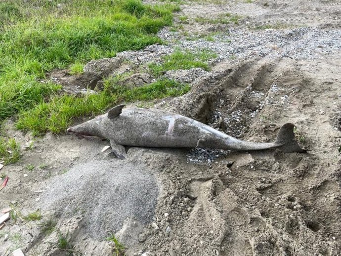 Delfín muerto hallado en una playa de La Línea de la Concepción (Cádiz)