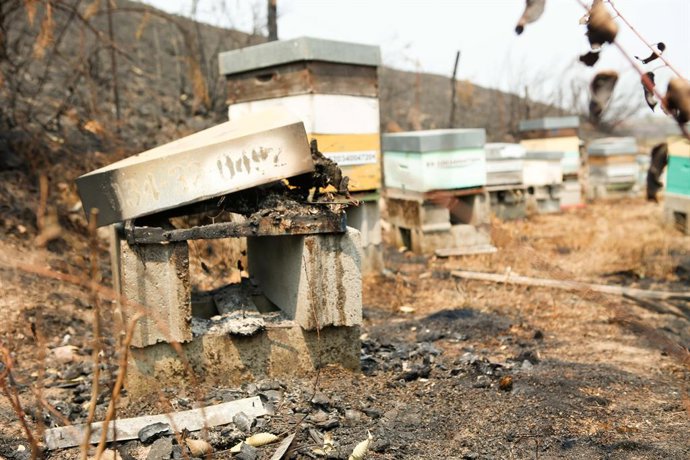 Archivo - Cooperativas Agro-alimentarias de España advierte de la grave situación del sector apícola y reclama medidas.